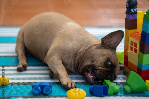 Canvastavla Cute french bulldog lying on mat next to plastic building blocks.