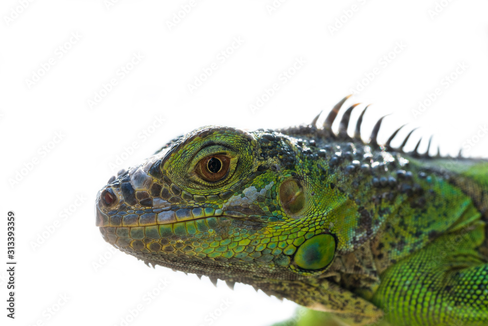 Green iguana isolated on white background.