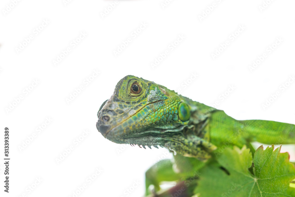 Obraz premium Green iguana isolated on white background.