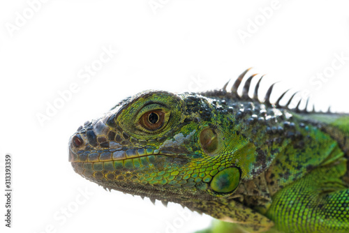 Green iguana isolated on white background.