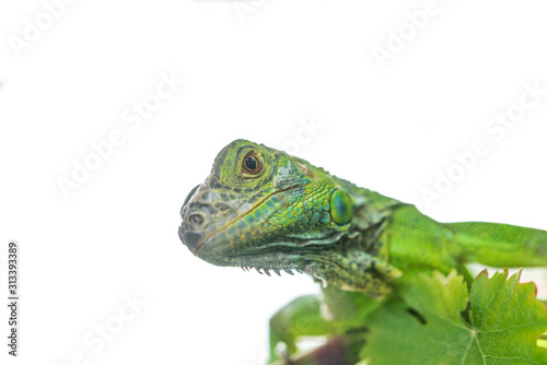 Green iguana isolated on white background.