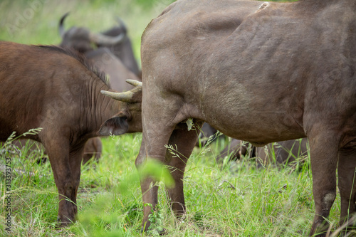 Breeding herd of cape buffalo with some Dagga boys scattered with in them