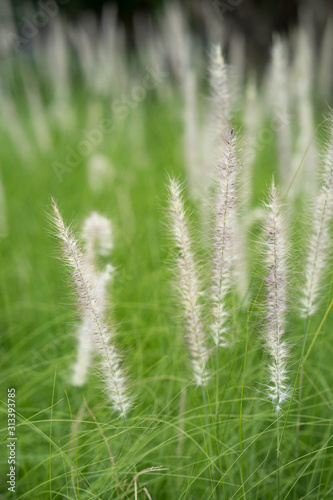 Growing Long Grass at park use for backgroudn.