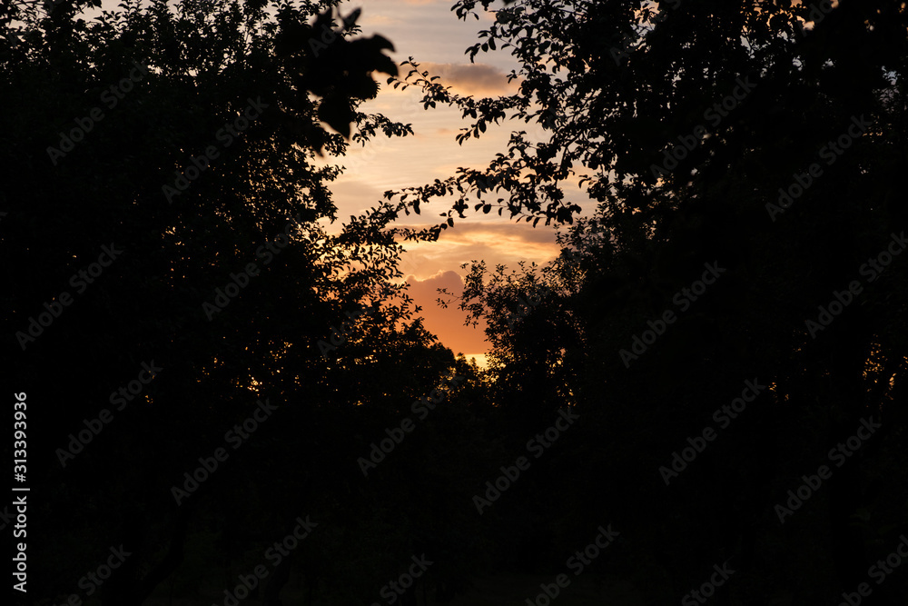 Natural sunset over the trees. Dark photo with bright sunlight Natural sunset over the trees. Dark photo with bright sunlight