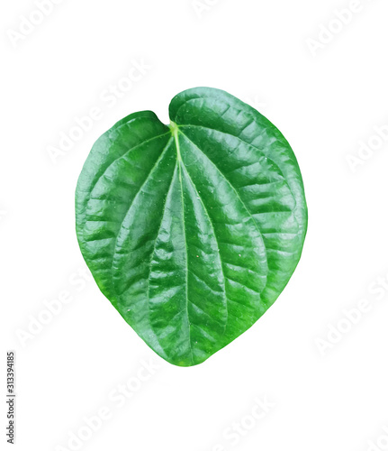 Green betel leaf isolated on white background without shadow