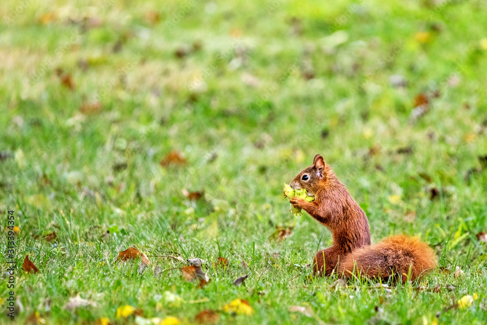 Fototapeta premium Red Squirrel (Sciurus vulgaris) Collecting Hazelnuts