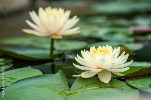 Beautiful blossom water lily in pond.
