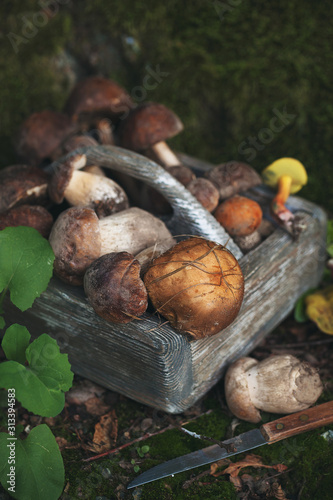 Basket of mushrooms in forest