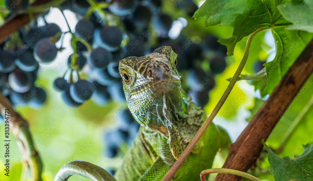 Green iguana resting on a branch, takes a sun bath and eats a grape. Green iguana resting on a branch, takes a sun bath and eats a grape.