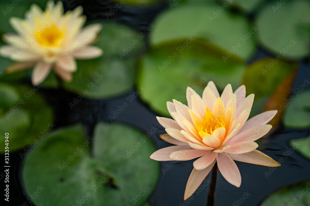 Beautiful blossom water lily in pond. Beautiful blossom water lily in pond.