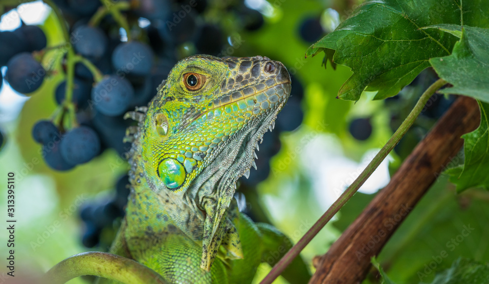 Green iguana resting on a branch, takes a sun bath and eats a grape. Green iguana resting on a branch, takes a sun bath and eats a grape.