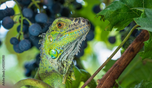 Green iguana resting on a branch, takes a sun bath and eats a grape.
