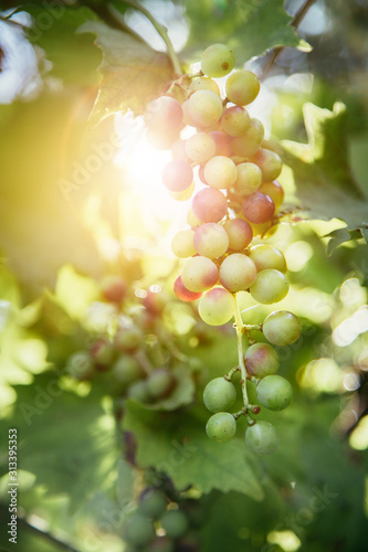 Ripe Vine grapes on a farm, Italy