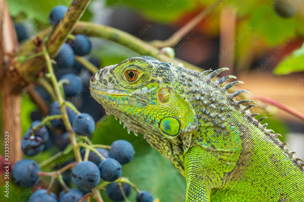 Fototapeta premium Green iguana resting on a branch, takes a sun bath and eats a grape.