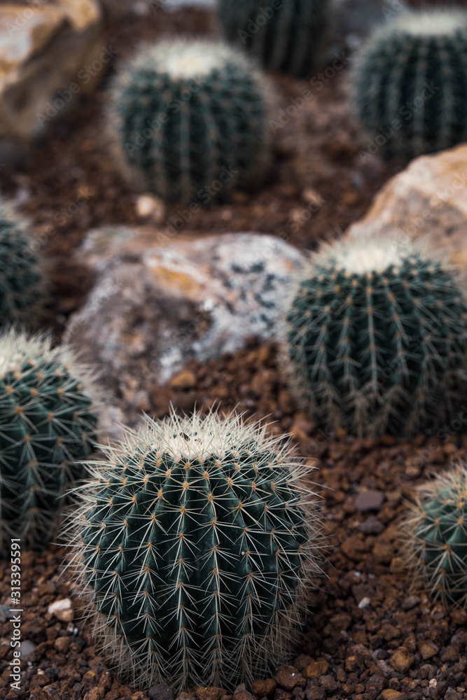 Beautiful collection of cactus in garden. Beautiful collection of cactus in garden.