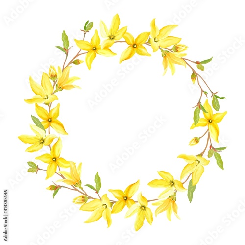 Spring wreath with blossoming yellow flowers and green leaves branches Forsythia. Vector tender illustration on white background in watercolor style.