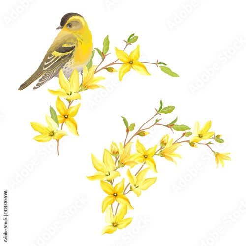 Canvas Print Spring decor for your design with bird Siskin, blossoming yellow flowers and green leaves on branches Forsythia