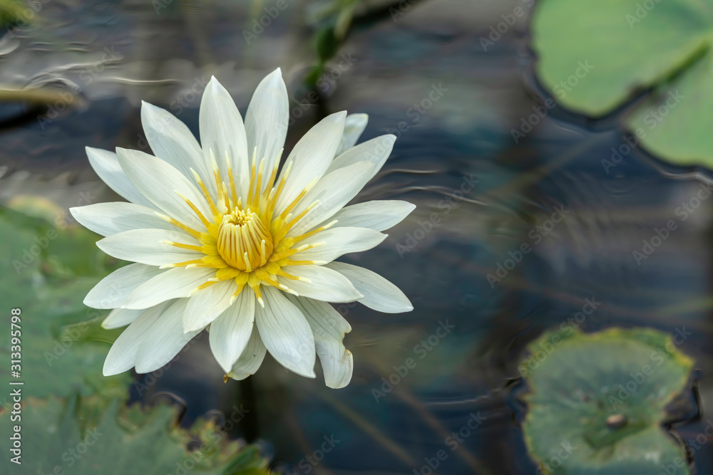 スイレンの花