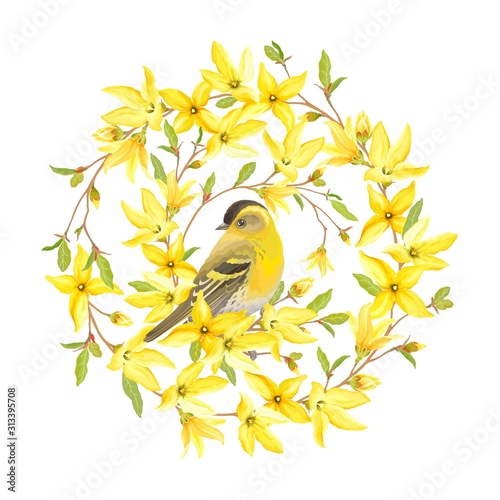 Obraz na plátně Spring circle banner with bird Siskin, blossoming yellow flowers and green leaves on branches Forsythia
