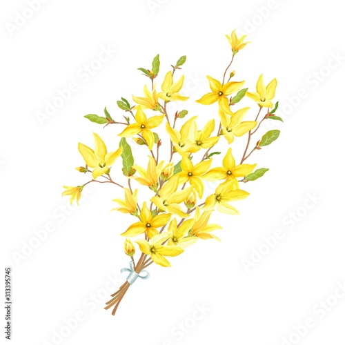 Delicate bouquet with blossoming yellow flowers and green leaves on branches Forsythia. Vector tender illustration in watercolor style. 