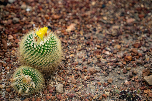 Beautiful collection of cactus in garden.