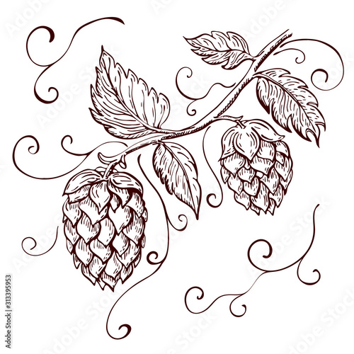 hand drawn hops plant illustration isolated on white. vector hop on a branch with leaves and cones in engraving vintage style with curly tendrils great for packing, beer label design, pub emblem et 