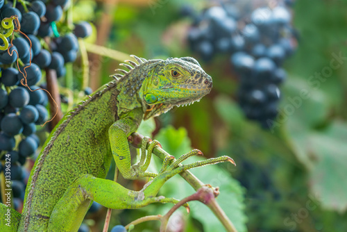 Green iguana resting on a branch  takes a sun bath and eats a grape.