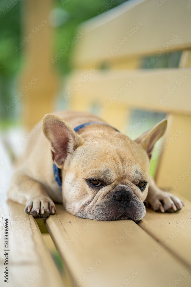 Cute looking french bulldog lying on wooden chair in park.