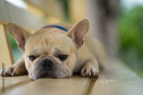 Cute looking french bulldog lying on wooden chair in park. © tienuskin