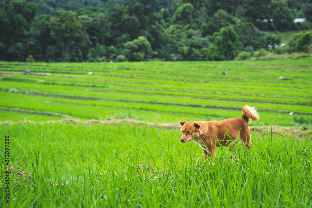 Cute looking country dog at the rice field.