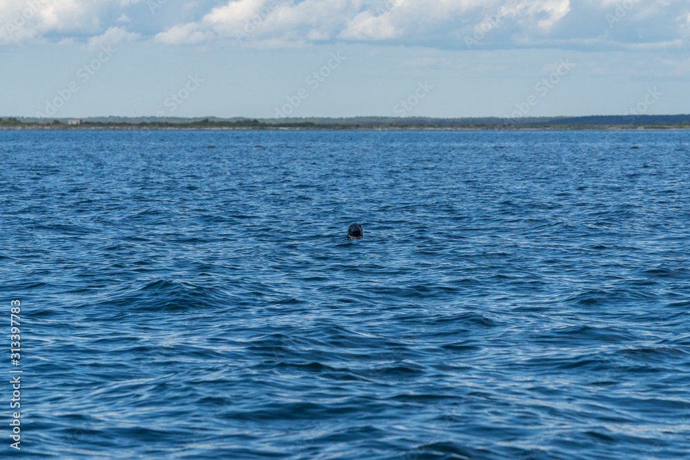 Gray seals swimming in blue Baltic Sea, Harilaid, Estonia, Europe