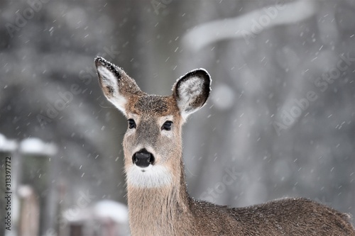 White Tailed Deer in the Winter