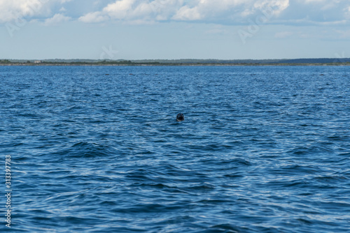 Gray seals swimming in blue Baltic Sea, Harilaid, Estonia, Europe © Artenex