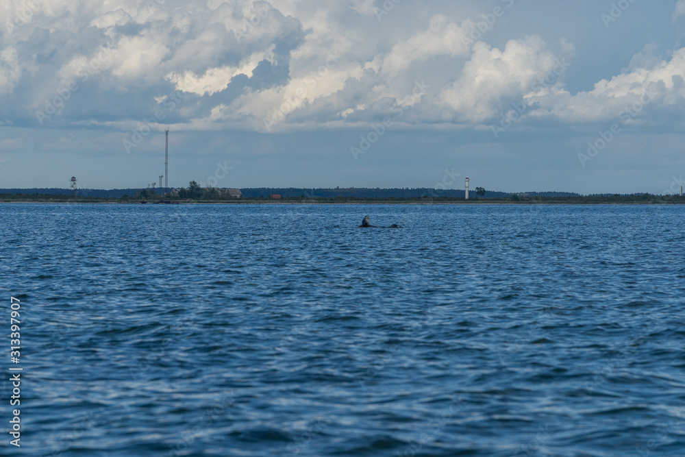Gray seals swimming in blue Baltic Sea, Harilaid, Estonia, Europe Gray seals swimming in blue Baltic Sea, Harilaid, Estonia, Europe