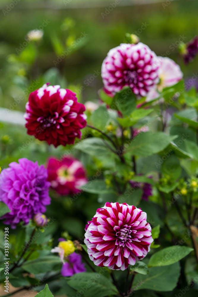 colorful Dahlia flowers are blossom during rainy season.