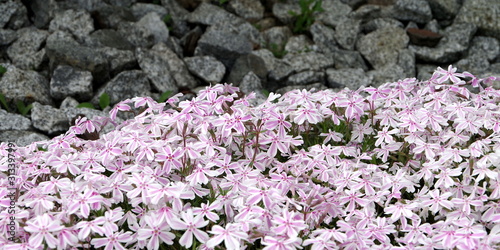 Rosa bl  hende Polsterblumen mit Granitschotter im Hintergrund