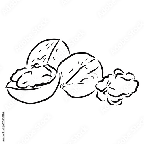 illustration of Walnut