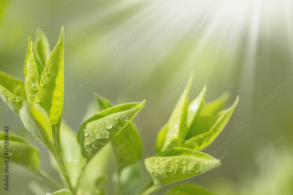 Fototapeta premium Green leaves growing in spring with dew drops