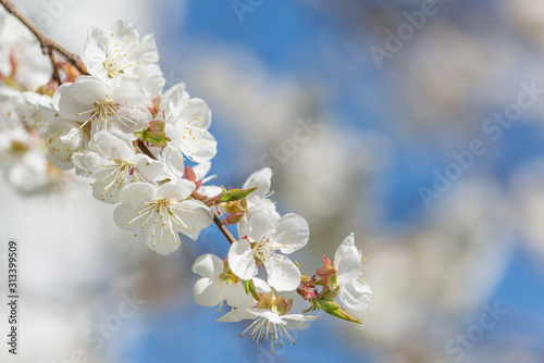 Branch of blossoming cherry...