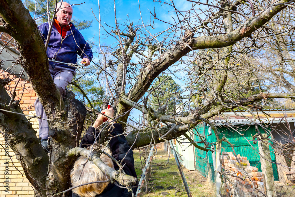 Elderly man and woman are cutting branches, pruning fruit trees with shears