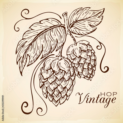 hand drawn hop plant illustration isolated on grunge texture background. vector hops branch with leaves in engraving vintage style. craft beer badge template, pub or eco brewery logo, label concept