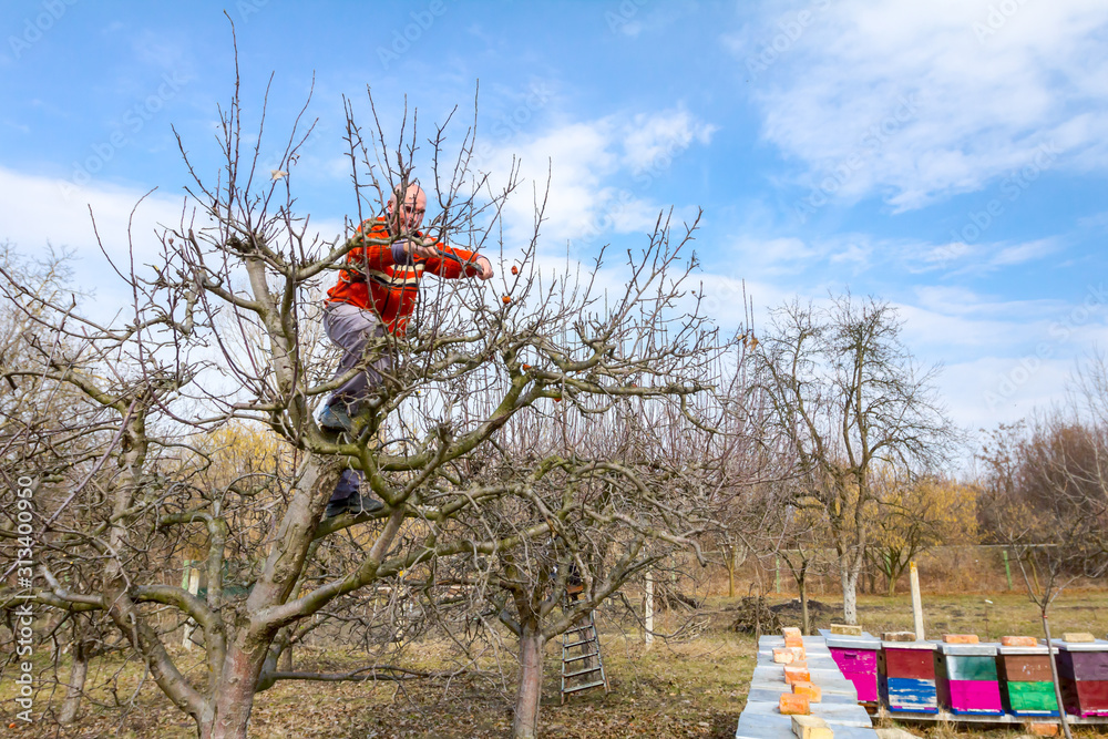 Gardener is cutting branches, pruning fruit trees with pruning shears in apiary