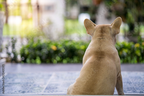 French bulldog sitting at balcony waiting for it's owner for morning walk.