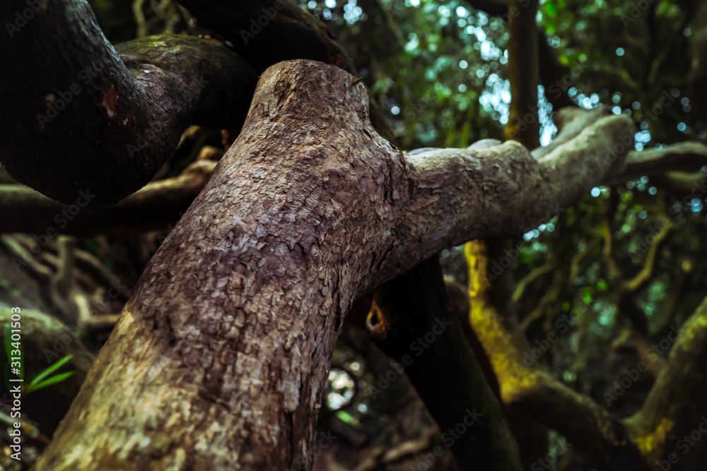 tree in the forest tree in the forest