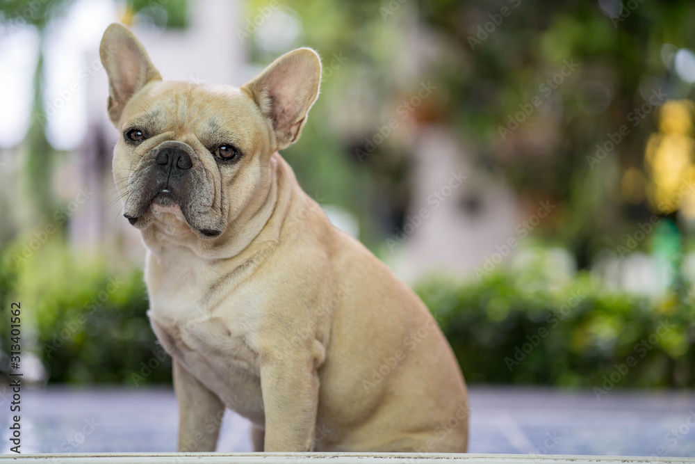 Funny french bulldog sitting at balcony playing with its owner.