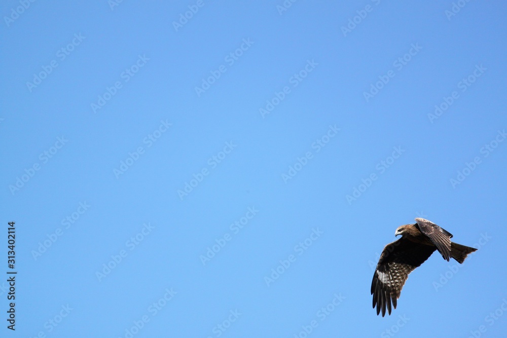 晴天の中を飛ぶ鷹