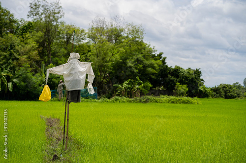 Scarecrow at rice paddy field.