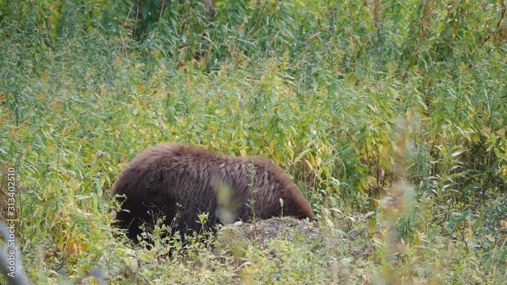 a black bear standing in green grass and feeding at yellowstone national park in wyoming, usa a black bear standing in green grass and feeding at yellowstone national park in wyoming, usa