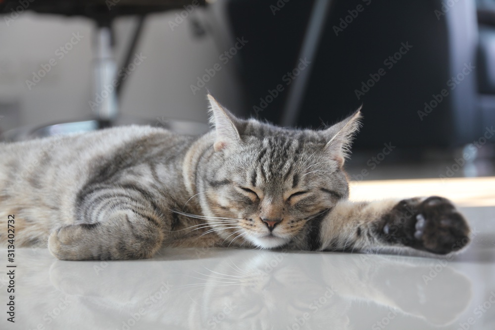 Cat kitten American shorthair is sleeping. It's happy.