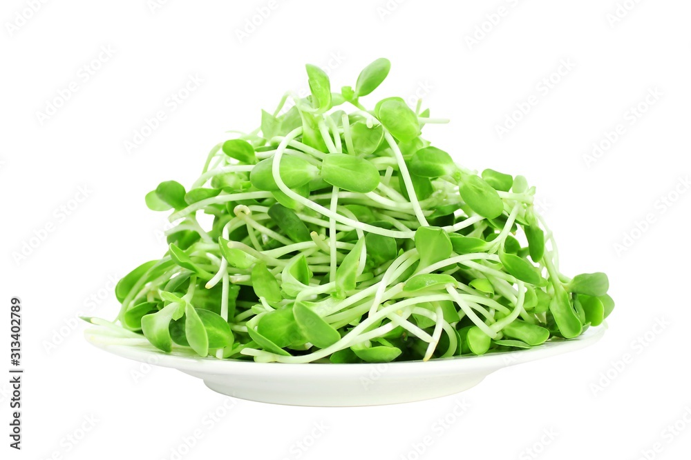 Organic green young sunflower sprouts in a dish. Organic green young sunflower sprouts in a dish.